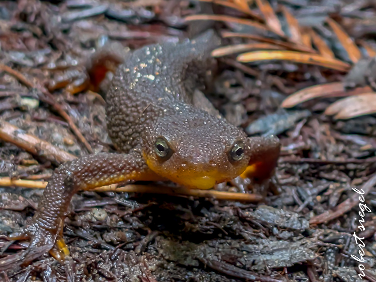 purissima state park